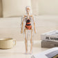 🧑‍🎄🎁Perfekt present till barn🧑‍⚕️3D människokropps torso modell för barn anatomi modell skelett